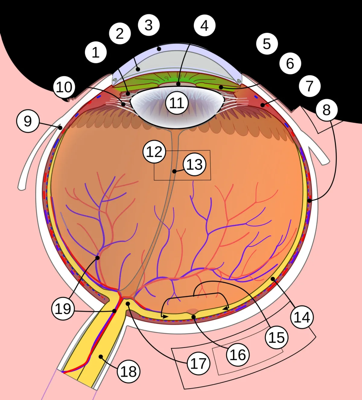 Retina e nervo ottico: perché vedere è un lavoro condiviso tra occhio e cervello